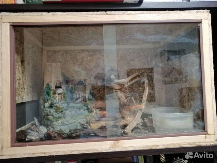 Змея маисовый полоз