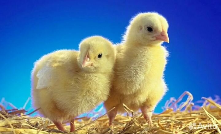 Росс308 цыплята бройлера в ст. Елизаветинская
