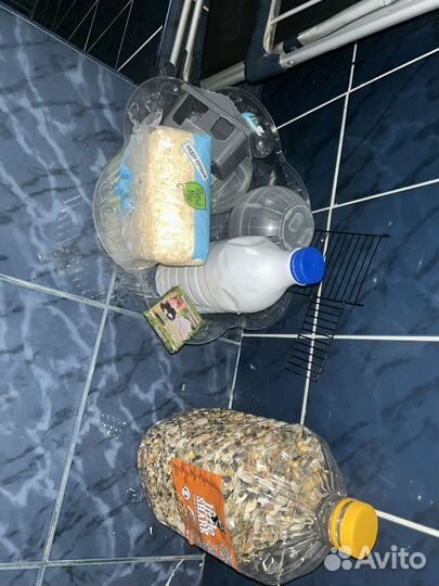 Джунгарский хомяки