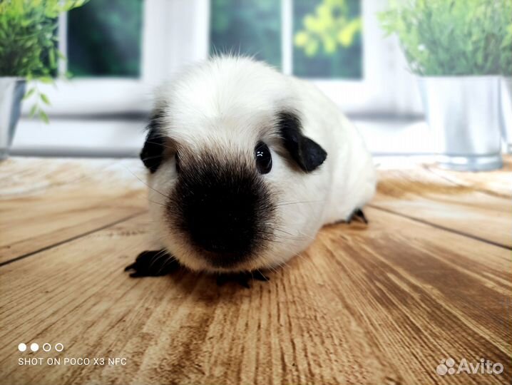 Морские свинки Разных пород