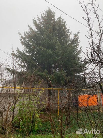 Ель голубая, ель зеленая живая