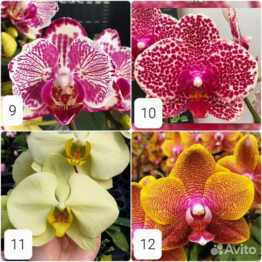 Коллекционнная орхидея фаленопсис из Азии