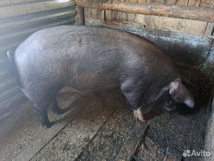 Поросенок ландрас