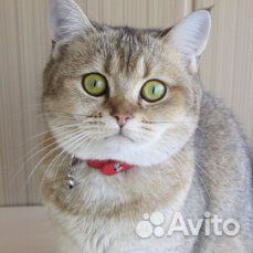 Британские котята редких окрасов объявление продам