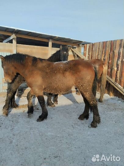 Лошади С откорма