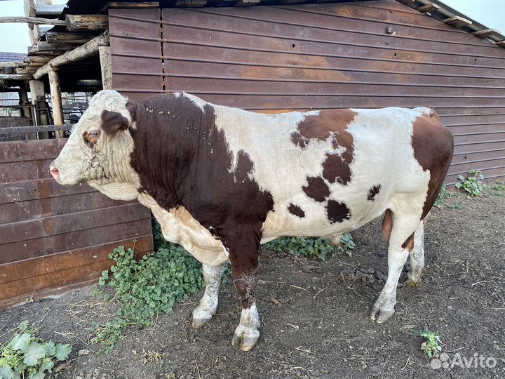 Быки на племя