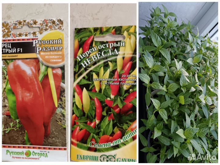 Рассада огурцов, перца