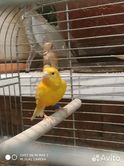 Продаются молодые кенара