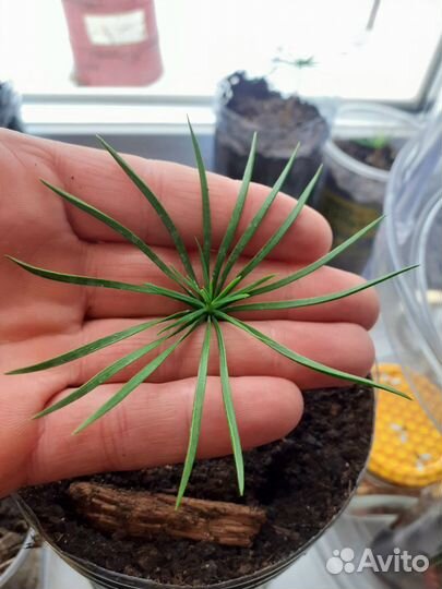 Саженцы сеянцы культовых хвойных