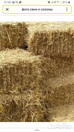 Сено солома в тюках