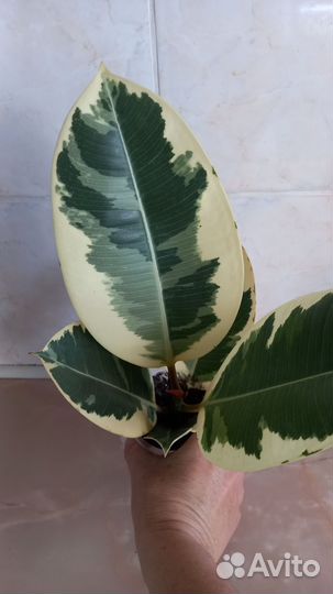 Фикус эластика тинеке