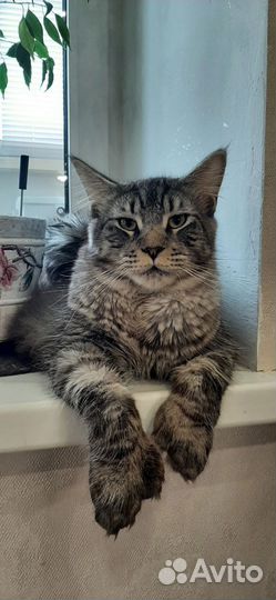 Мейн-кун полидакт вязка