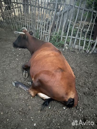 Коровы, бычки