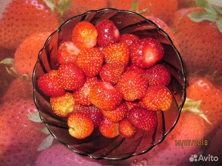 Растения и цветы для дачи и лоджии