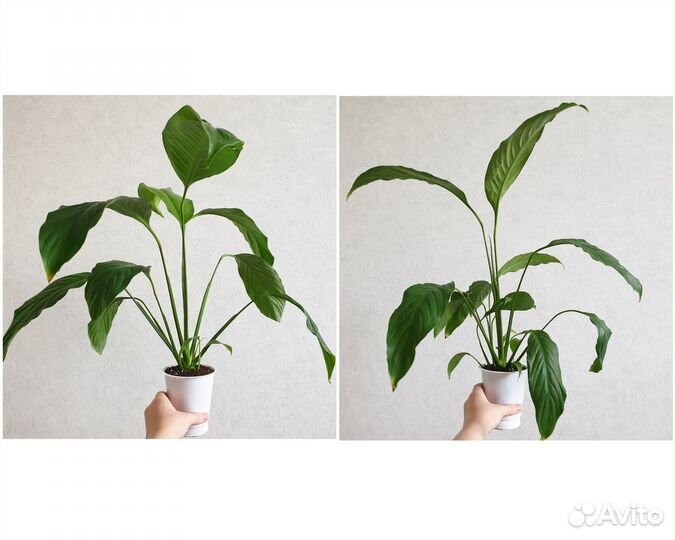 Спатифиллум, красивое растение Женское счастье