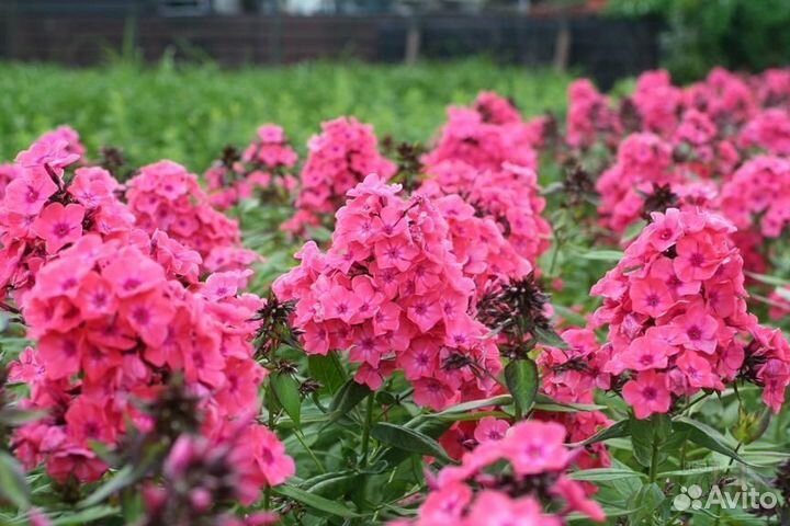 Продаются флоксы