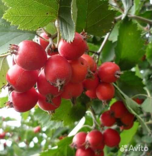 Боярышник-шиповник