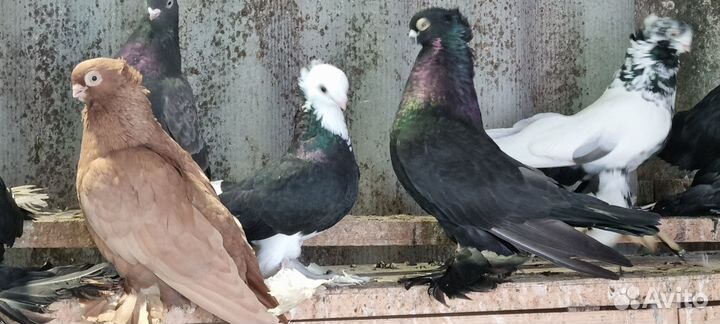 Продаю голубей