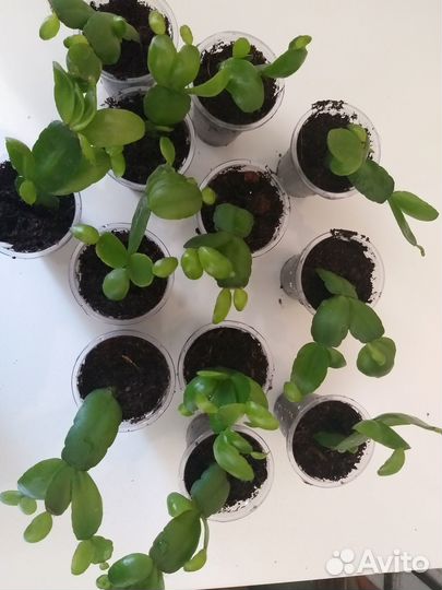 Рипсалидопсис