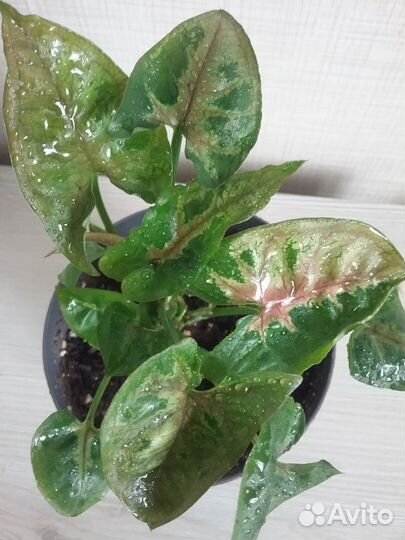 Сингониумы сортовые