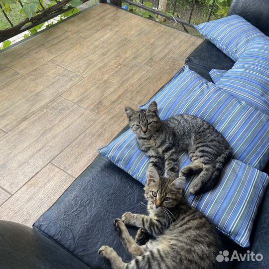 Коты в добрые руки