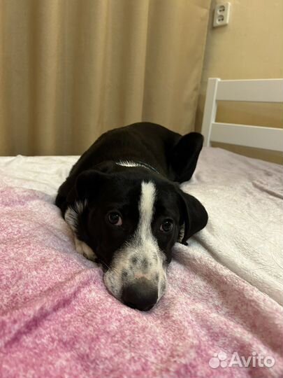 Метис бордер колли