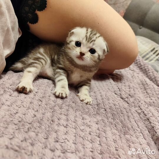 Шотландская вислоухая