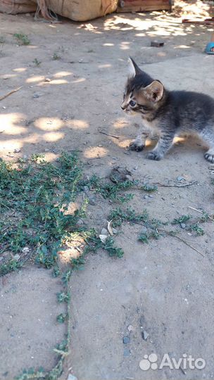 Котята в добрые руки бесплатно