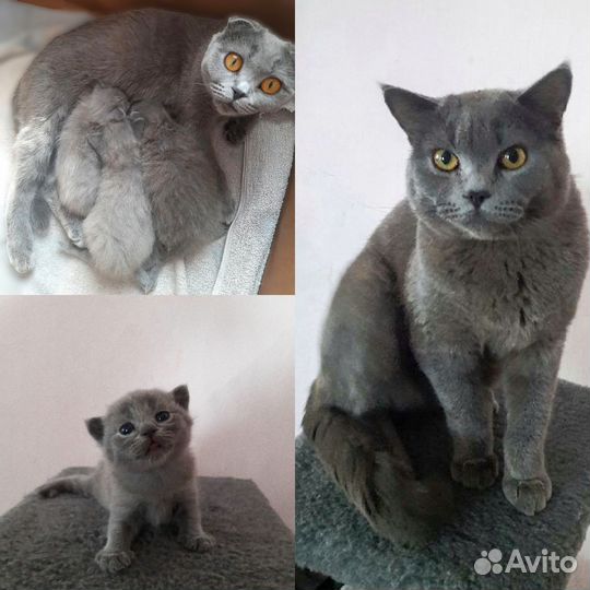 Британская