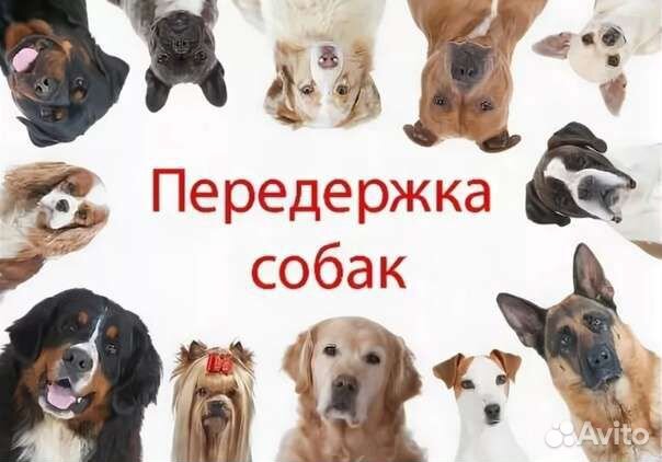 Передержка собак на время отпуска