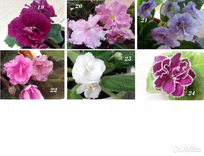 Фиалки стандарты, мини