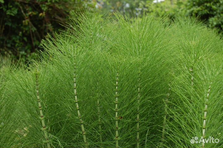 Хвощ полевой