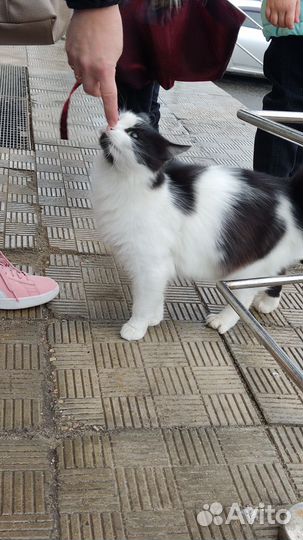 Кошка Муся в дар