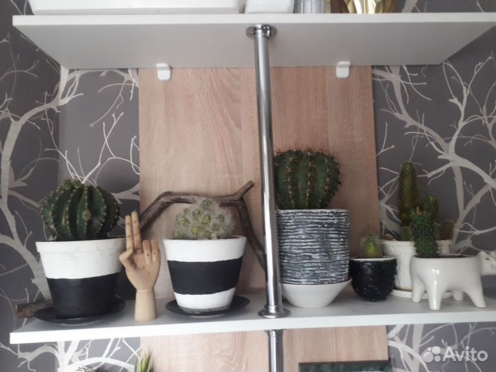 Кактусы и композиции из кактусов и суккулентов