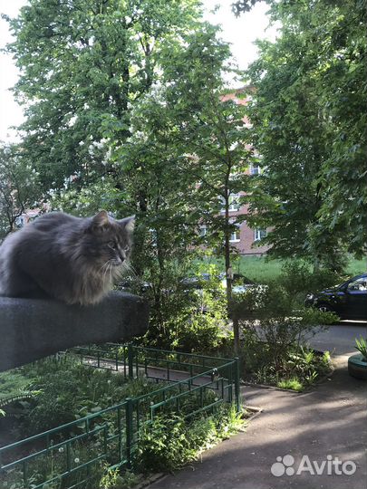 Отдам кота в добрые руки