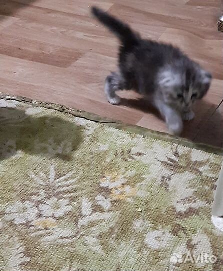 Британские Котята в добрые руки бесплатно