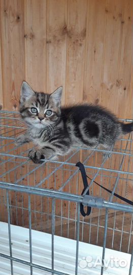 Шотландский мраморный котик