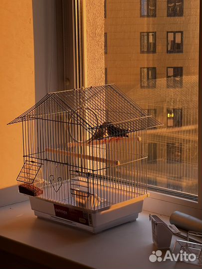 Птички Амадины зебровая и кремовая