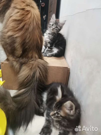 Мэйн кун
