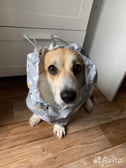 Комбинезон для корги
