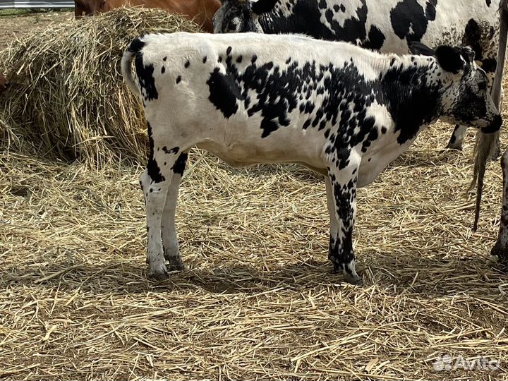 Телки голштины