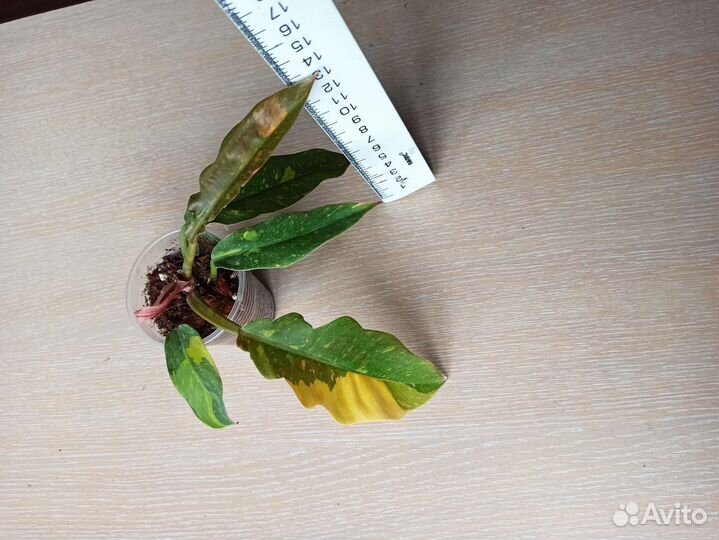 Комнатные растения часть 3