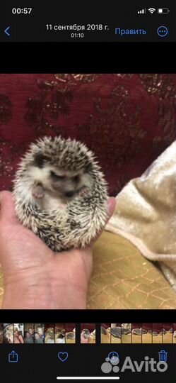 Африканский ежик