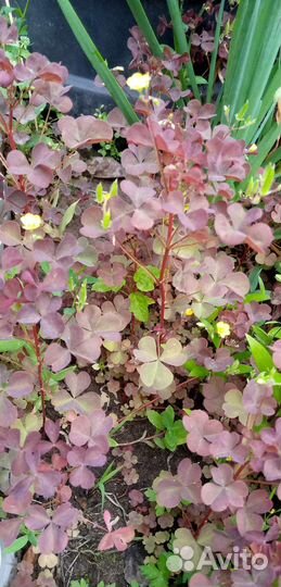 Кислица оксалис