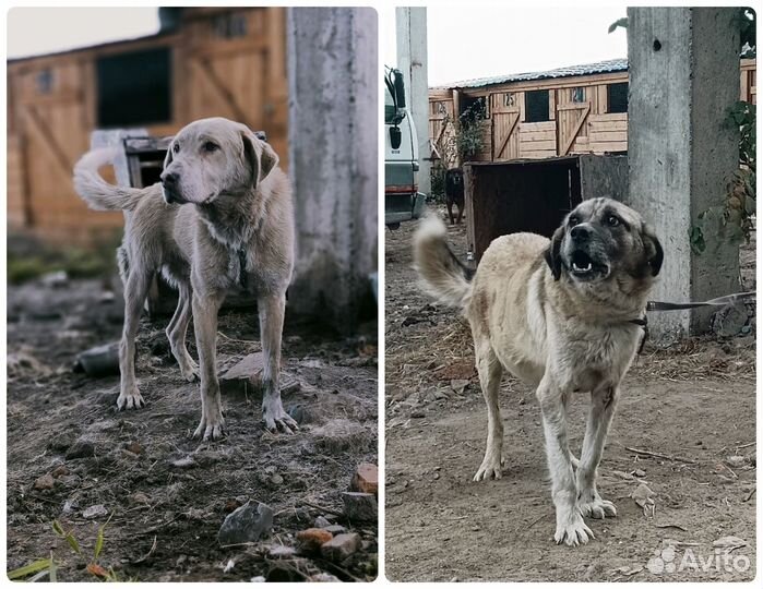 Крупным собакам приюта нужны хозяева