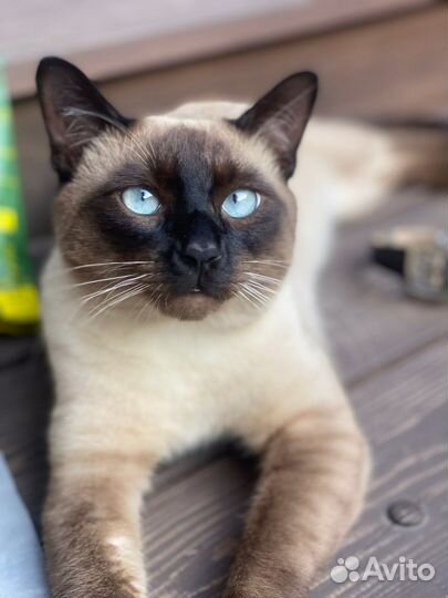 Кот для вязки