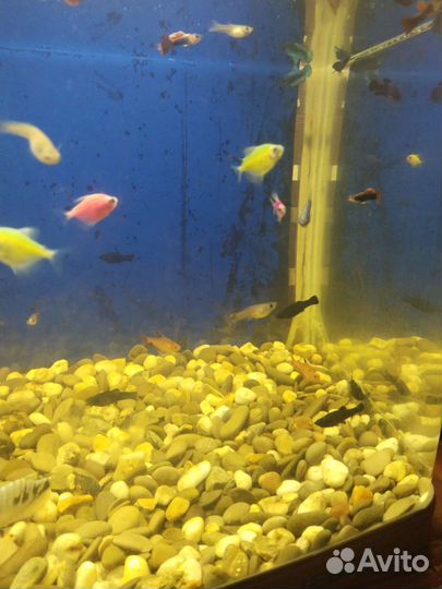 Аквариумные рыбки