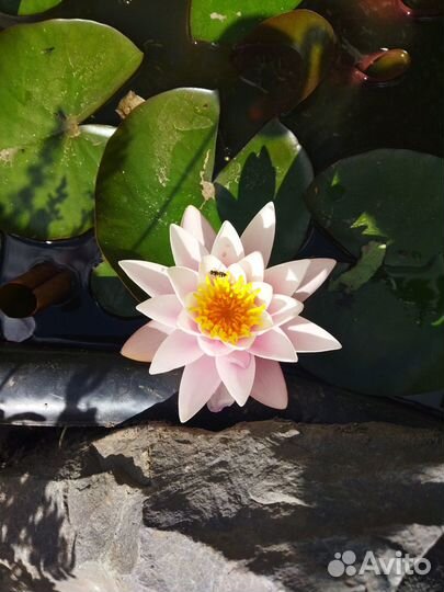 Водяная лилия