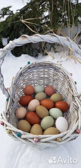 Инкубационное яйцо