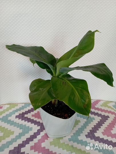 Банан киевский карлик